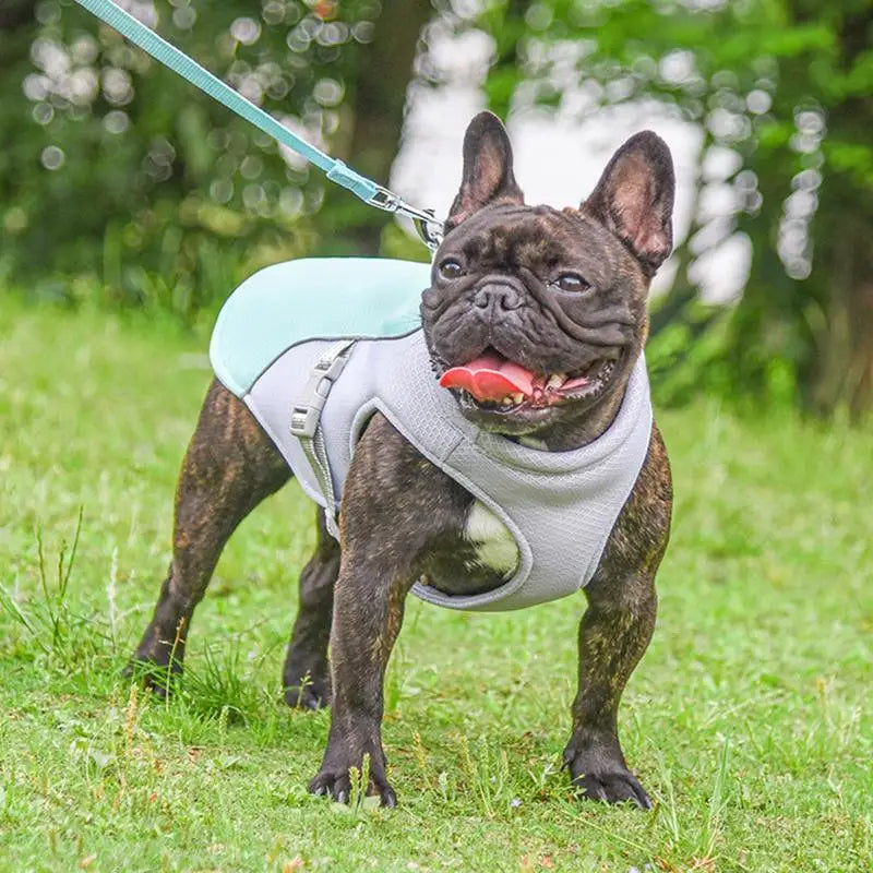 Cooling Vest for Dogs | Dog Cooling Vest with Three-Layer Fabric System | Lightweight Design for Instant Relief During Outdoor Adventures