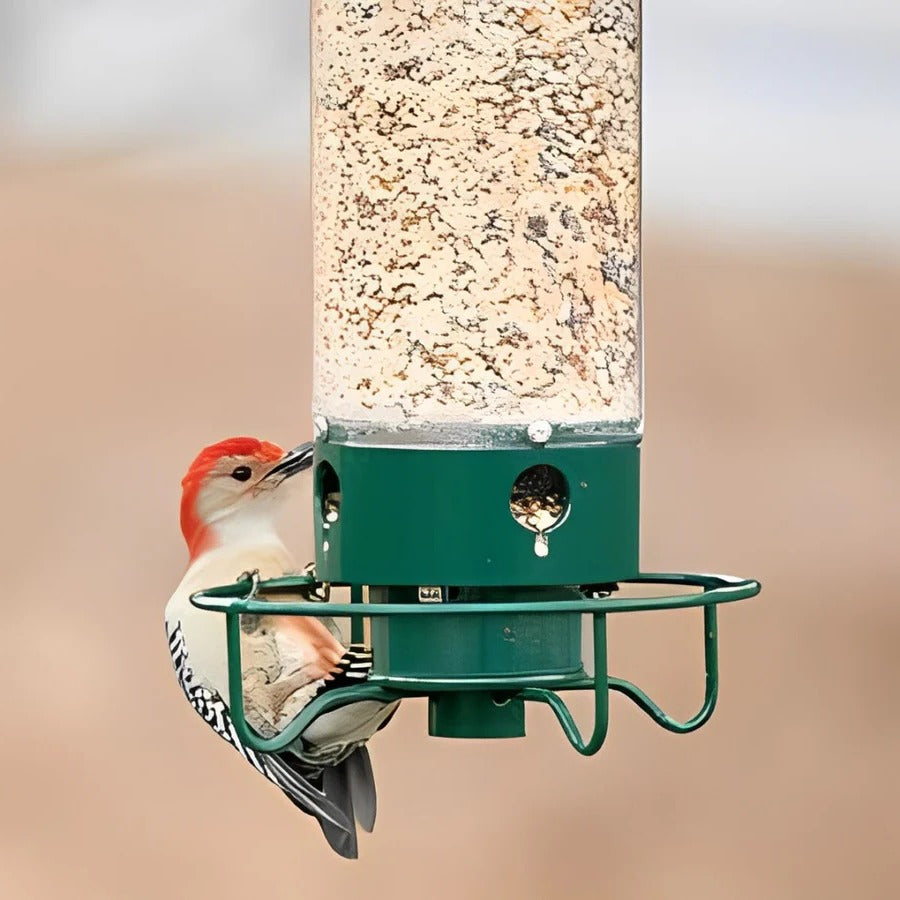 Squirrel Proof Bird Feeder for Backyard Bird Feeding